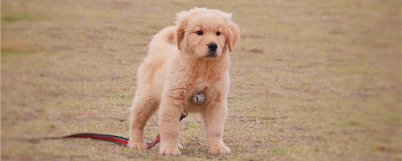 母金毛能长多大