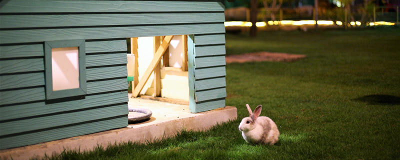 比利时兔养殖技术