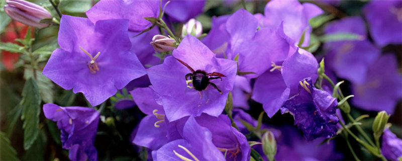 丹麦风铃花的养殖方法-摄图网