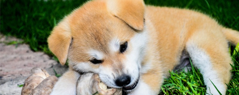 秋田犬能长多大