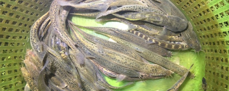 泥鳅吃什么饲料