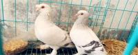 高飞鸽子品种介绍