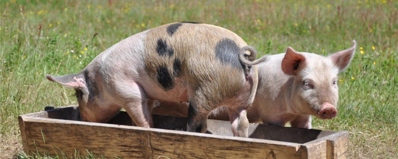 猪拉肚子用什么药