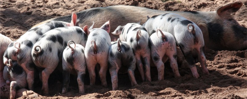 仔猪腹泻该怎么办