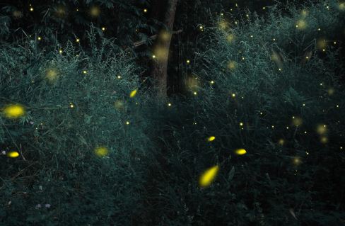 萤火虫一般什么季节有