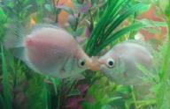 接吻鱼的资料和图片介绍