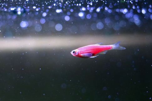 斑马鱼的寿命有多长