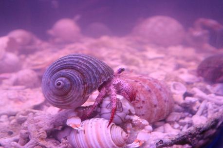 陆寄居蟹常见种类