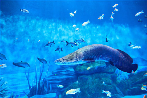 红狼牙鰕虎鱼能吃吗-摄图网