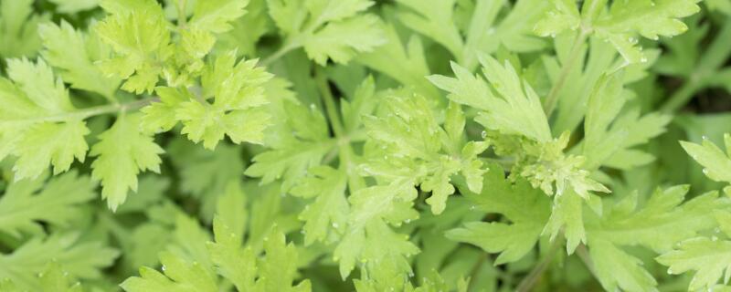 艾叶喂猪注意事项