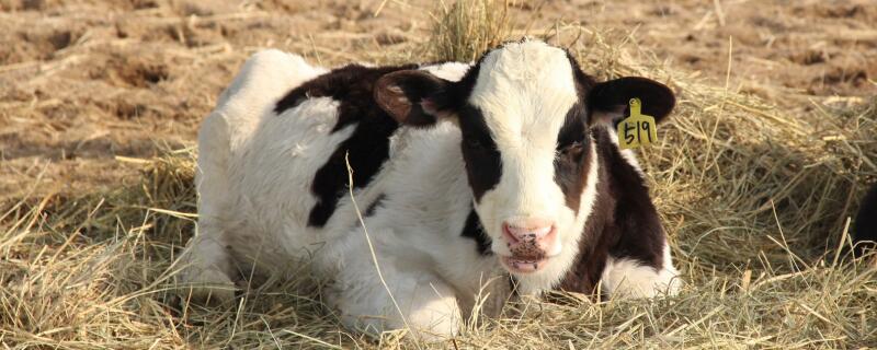 怎样知道母牛是否怀孕