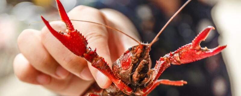 哪里有养殖龙虾基地