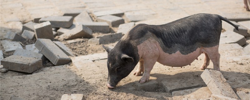 提高母猪受胎率的措施