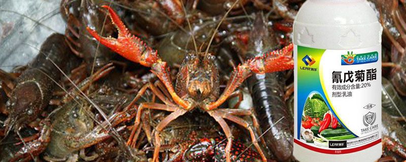 氰戊菊酯迷虾方法