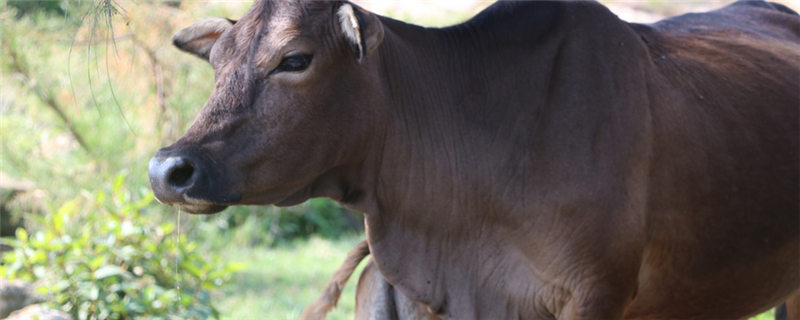 氟苯尼考的副作用-摄图网