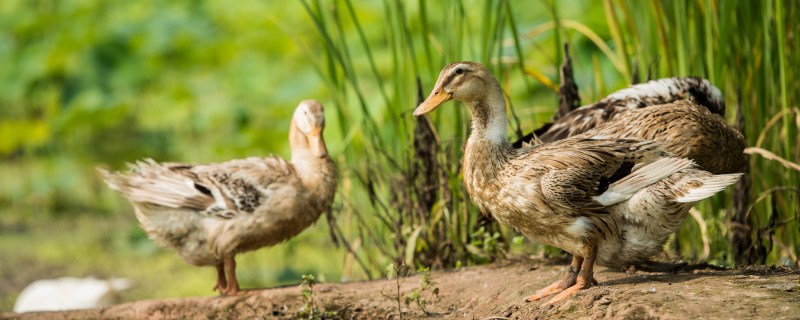 土办法自配鸭饲料