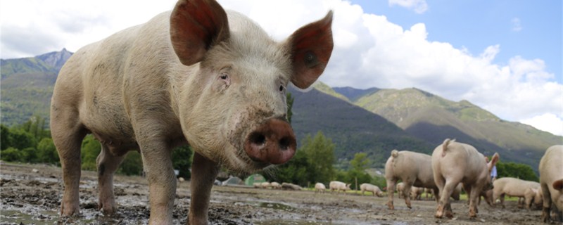 母猪返情处理方法