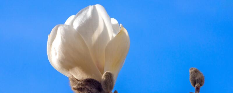 昙花施什么肥料