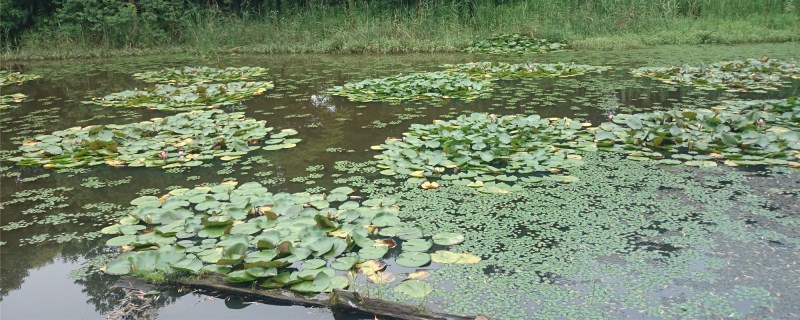 春季鱼塘杀虫注意事项