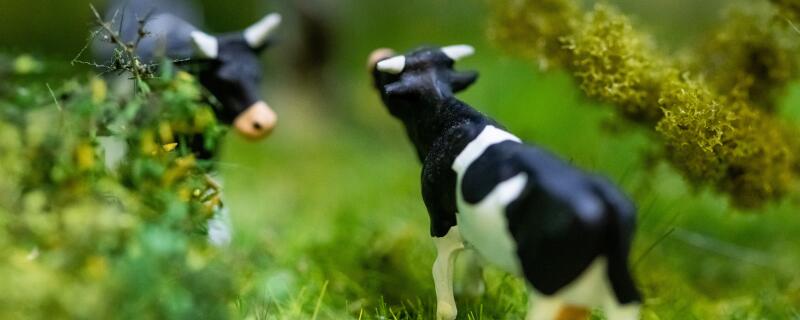 牛犊15个月能配种吗