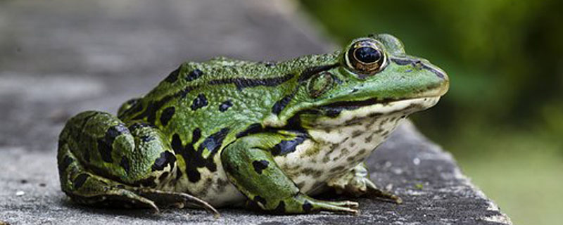 黑斑蛙的养殖技术