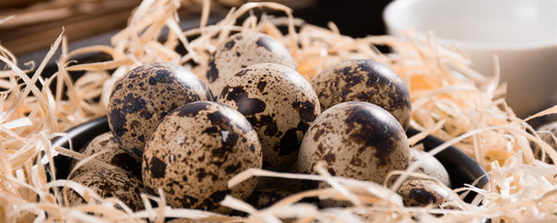 鹌鹑怎么分公母