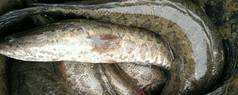 黑鱼死了还能吃吗