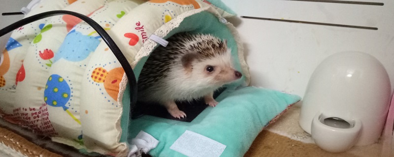 刺猬不吃东西怎么办