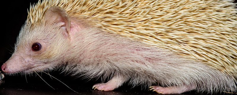 刺猬的天敌是什么