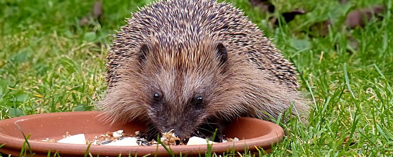 刺猬的养殖成本和利润