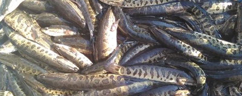 黑鱼怎么钓用什么饵