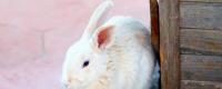 肉兔的养殖技术及方法