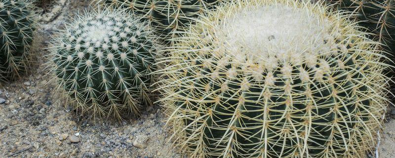 刺球的养殖方法