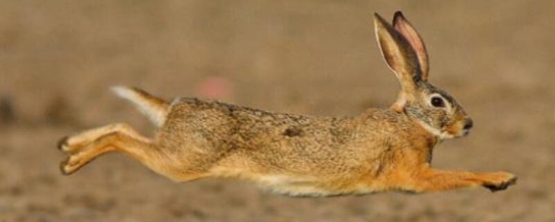 野兔