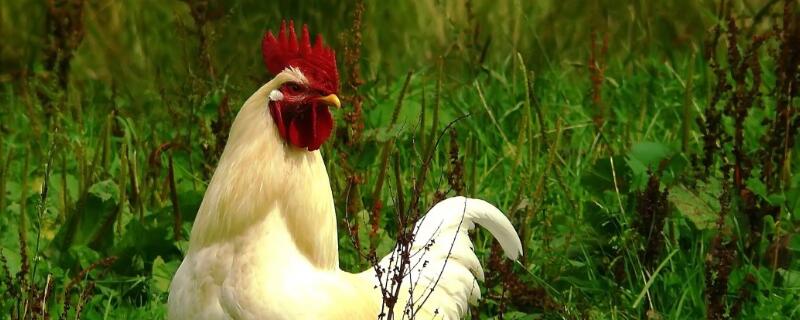 散养蛋鸡什么品种好