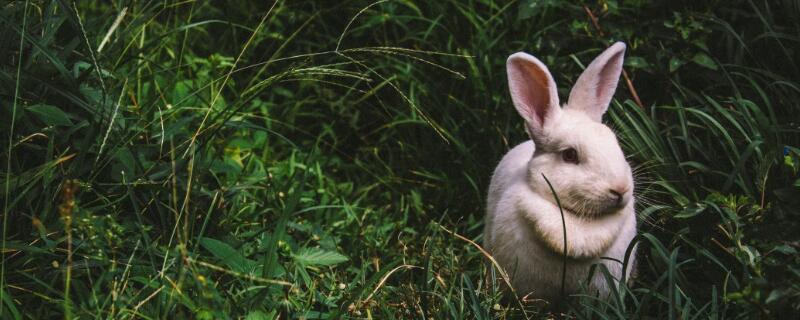 散养兔子养殖技术