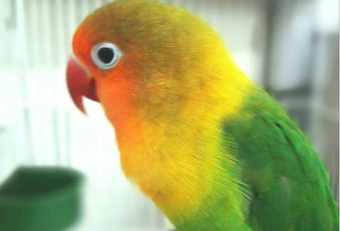 牡丹鹦鹉会说话吗