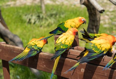 牡丹鹦鹉怎么分公母