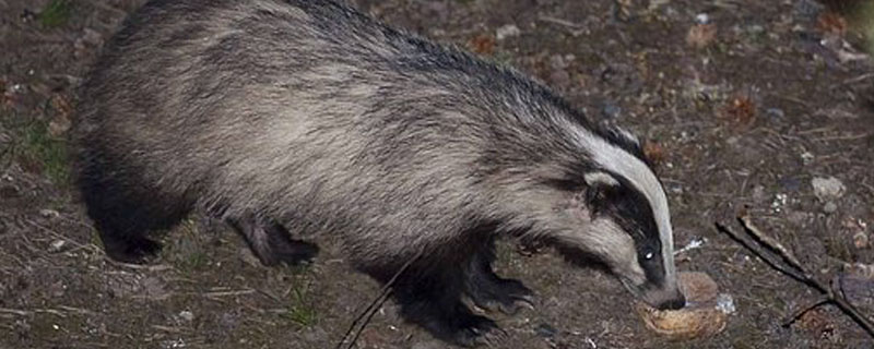 獾是保护动物吗