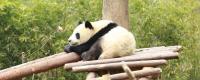 熊猫的生活习性