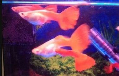 孔雀鱼难产的解决办法