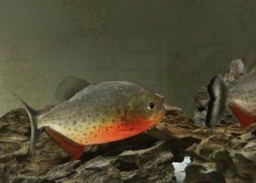 红腹食人鲳简介