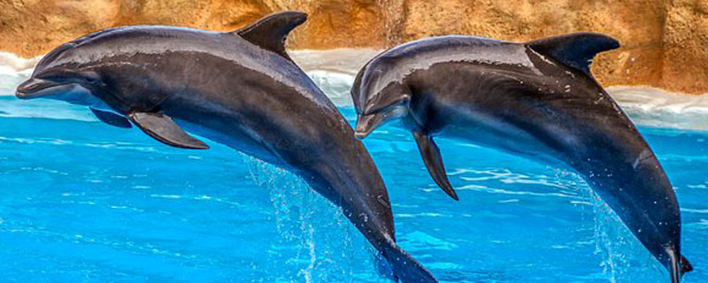 海豚是胎生还是卵生动物