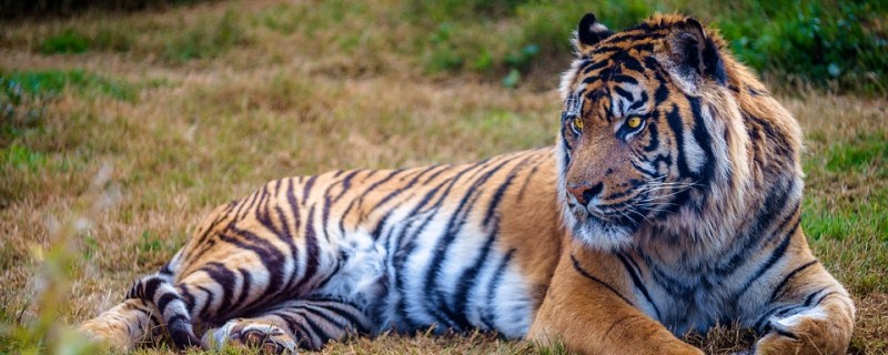 老虎的生活习性