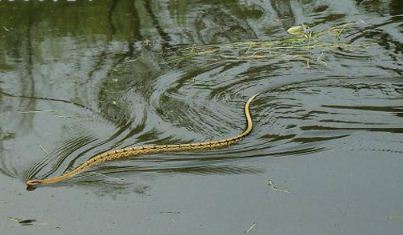 泥蛇价格多少钱一斤