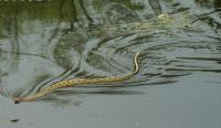 泥蛇(水蛇)价格多少钱一斤?养殖技术要点有哪些?