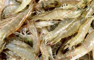南美白对虾的饲养管理
