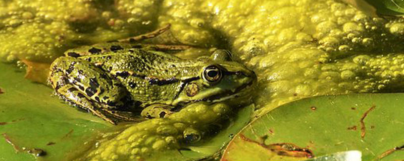 黑斑蛙养殖技术