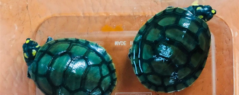 黄头侧颈龟能长多大