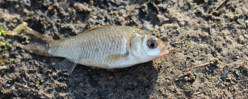 鲫鱼一年能长多大